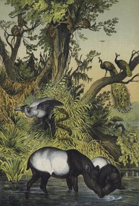 Animals of Malacca and Sumatra