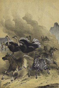 Animals of Southern Africa