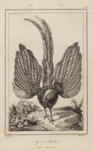 Argus Malel, Argus Maennchen by European School