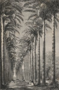 Avenue of Palms in the Botanical Garden of Rio de Janeiro by European School