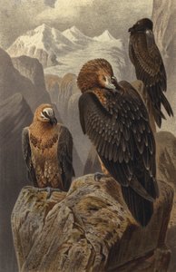 Bearded Vulture by European School