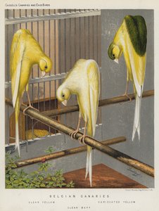 Belgian Canaries, Clear Yellow, Variegated Yellow, Clear Buff