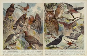 Birds of prey