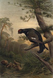 Black Grouse