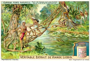 Bridge formed by lianas over a river in the Brazilian rainforest by European School