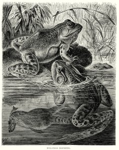 Bull Frogs Disporting