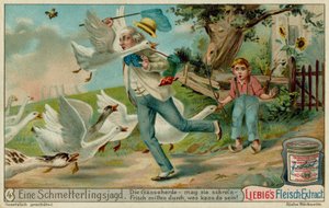 Butterfly Hunting and Geese