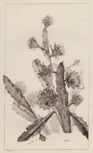 Cactus by European School