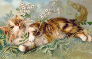Cat Postcard by European School