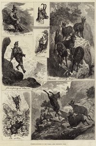 Chamois-Hunting in the Tyrol