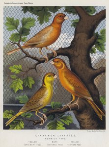 Cinnamon Canaries, Norwich Type, Yellow, Ordinary Fed, Buff, Cayenne Fed, Yellow, Cayenne Fed
