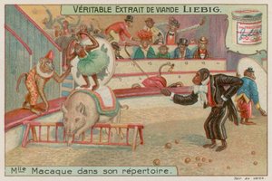 Circus of monkeys