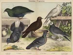 Columbae, Pigeons