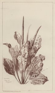 Common Plantain by European School