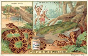 Copperhead by European School