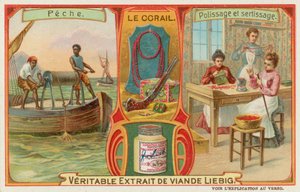 Coral by European School