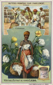 Cotton: Cotton Picker
