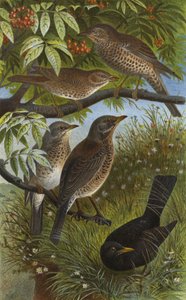 German Thrushes, Song, Mistle, Juniper, and Blackbird or Amsel by European School