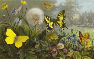 German Butterflies