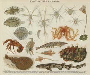 Development of marine life by European School
