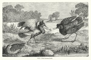 Duel Between Ruffs by European School