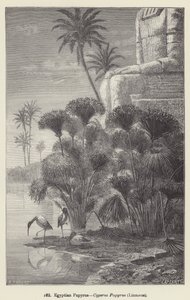 Egyptian Papyrus, Cyperus Papyrus, Linnaeus by European School
