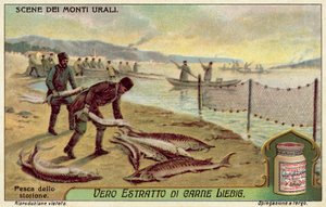 Fishing for sturgeon by European School
