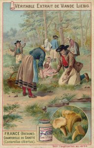 France (Brittany): chanterelles (Cantarellus cibarius) by European School