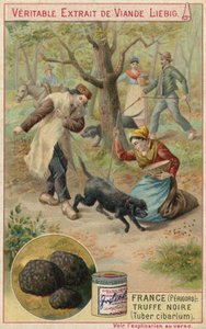 France (Perigord): black truffle (Tuber cibarium) by European School
