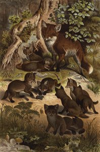 Fox