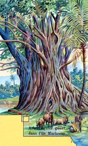 Giant Fig Tree at Anna Maria Bay, Nuku Hiva, Marquesas Islands