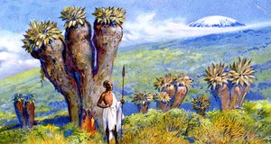 Giant Groundsel, Kilimanjaro, Africa