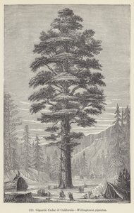 Gigantic Cedar of California, Wellingtonia gigantea by European School