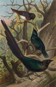 Glossy Starlings