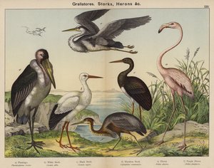 Grallatores, Storks, Herons