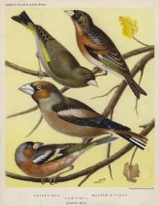 Green Finch, Mountain Finch, Haw Finch, Chaf Finch by European School