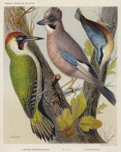 Green Woodpecker, Jay, Nuthatch by European School