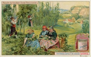 Harvesting Hops in French Switzerland