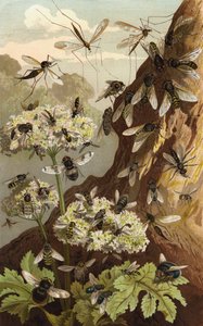 Dominion of the Flies