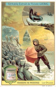 Hunting sea lions by European School