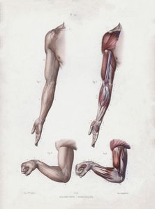 Male arm and hands by European School