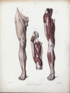 Illustration for The Anatomy of the External Forms of Man: Male leg, front view by European School
