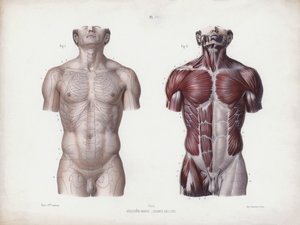Illustration for The Anatomy of the External Forms of Man: Male torso, front view by European School