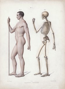 Illustration for The Anatomy of the External Forms of Man: Man standing, side view by European School