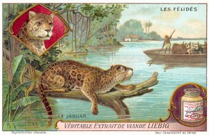 Jaguar by European School