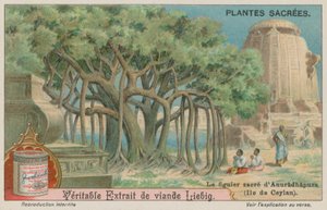 Jaya Sri Maha Bodhi, a Fig Tree Sacred to Buddhism in Sri Lanka