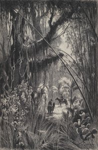 Jungle in the Cordillera of Salta, north-west Argentina by European School