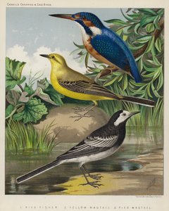 King-Fisher, Yellow-Wagtail, Pied-Wagtail