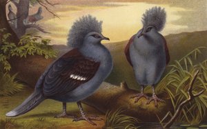 Crown Pigeons