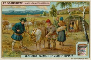 Laplanders Milking Reindeer by European School